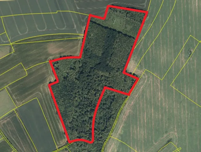 Prodej lesa 68636 m²